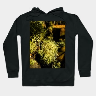 A Lichen Lunch Hoodie